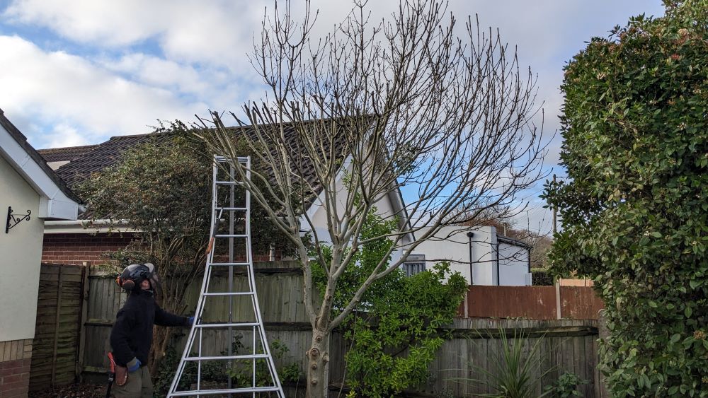 The importance of winter pruning for trees and shrubs