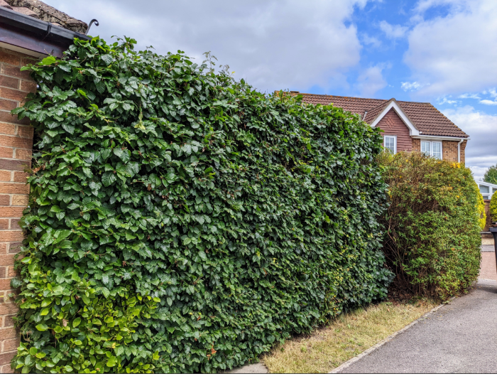 How To Maintain A Beech Hedge.