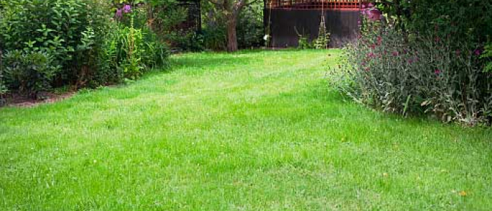 Artificial lawn grass