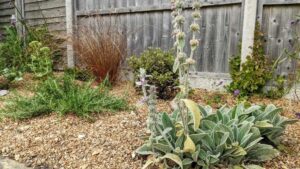 After photo of drought tolerant planting in a garden near West Parley, Ferndown