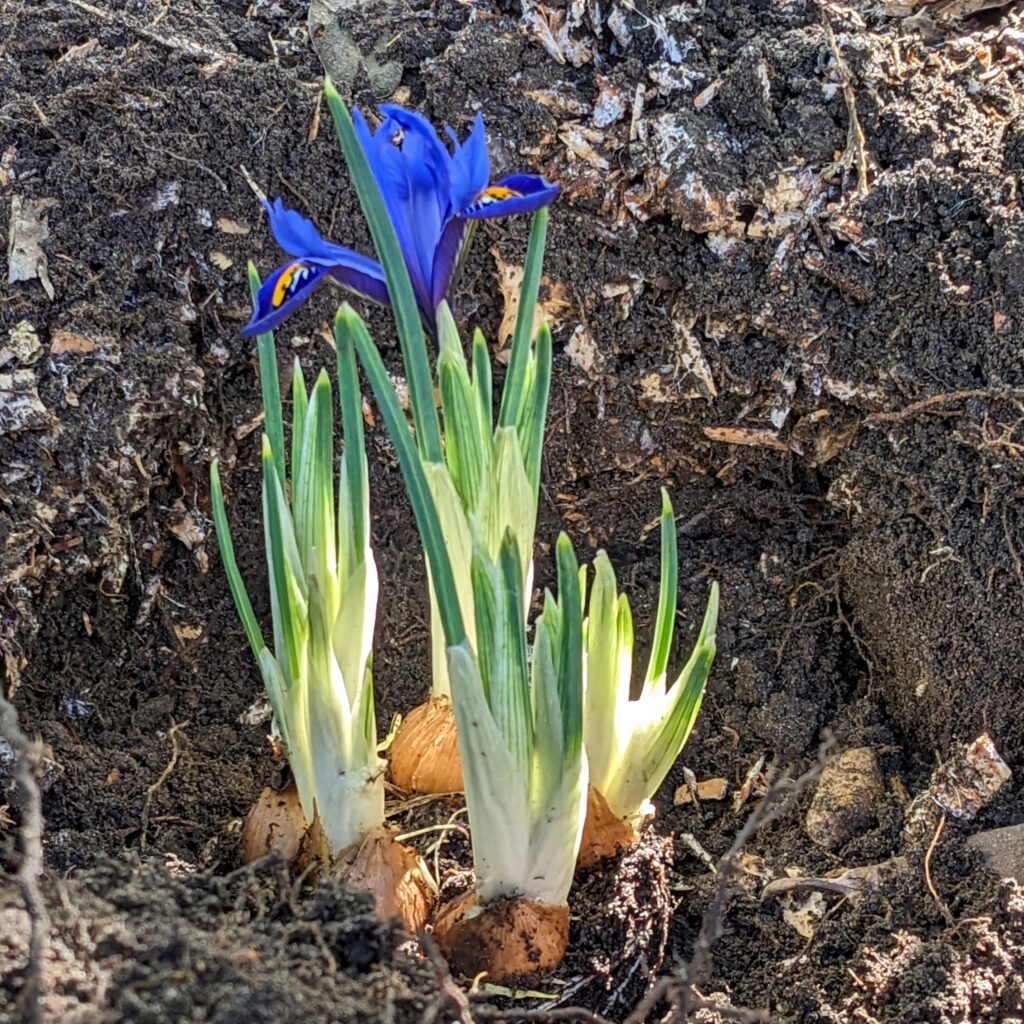 Iris reticulata