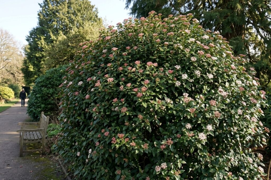 Mature Viburnum tinus shrub covered in spring flowers growing in a landscaped garden