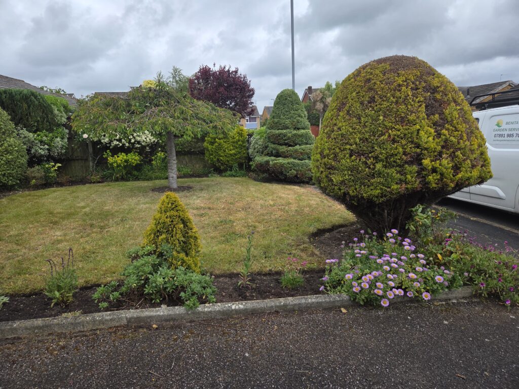 Front garden makeover in Ferndown featuring freshly pruned topiary shrubs, restored borders, new planting and a neatly maintained lawn following professional garden maintenance.