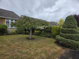 Front garden in Ferndown after professional maintenance, featuring neatly pruned topiary, restored borders, an ornamental tree and a well-presented lawn.