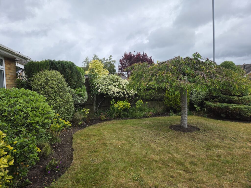 Front garden in Ferndown featuring a neatly maintained lawn, mature shrubs and an ornamental tree, before pruning and border restoration work by Benita's Garden Services.