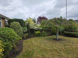 Front garden in Ferndown featuring a neatly maintained lawn, mature shrubs and an ornamental tree, before pruning and border restoration work by Benita's Garden Services.