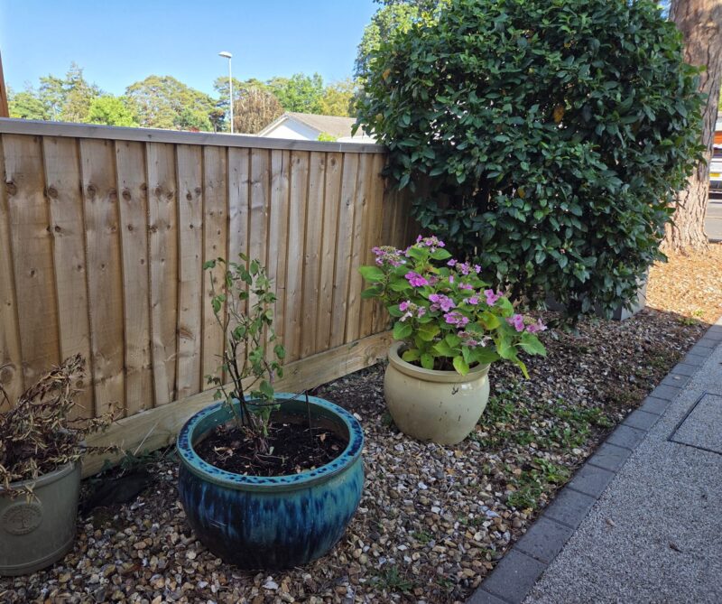 An image of a drought tolerant Viburnum Tinus and potted plants 