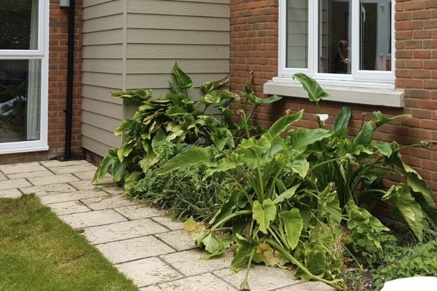 Before image of a garden in Ferndown with overlarge plants in border