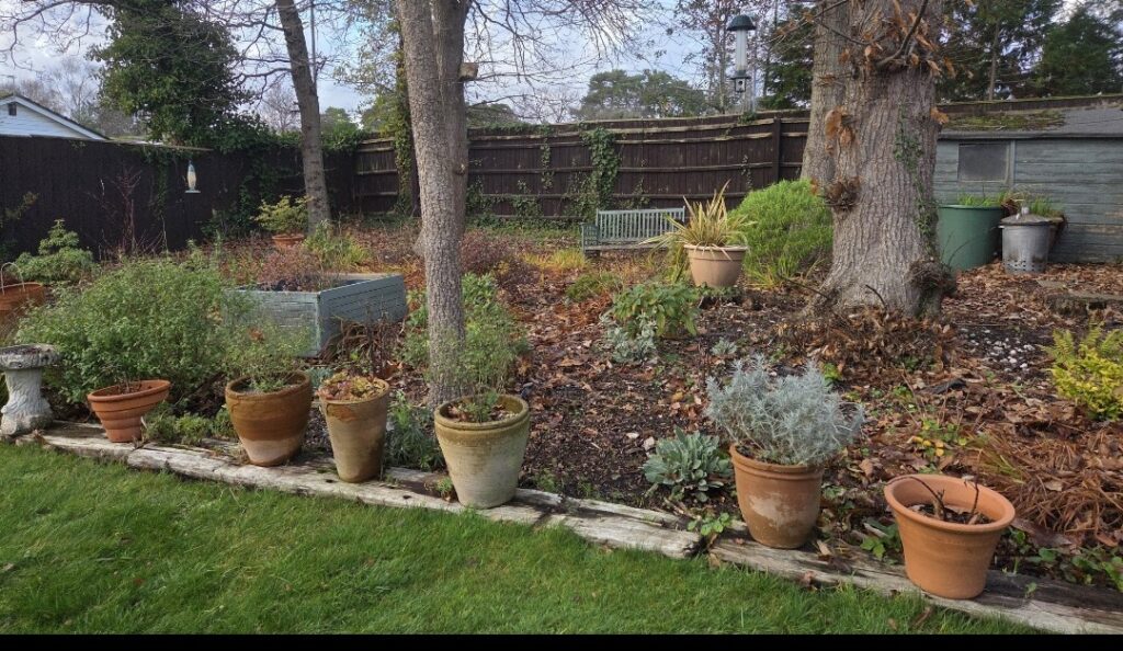 A garden in West Moors before work by Benita's Garden Services