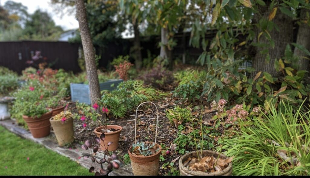 A refreshed garden in West Moors by Benita's Garden Services