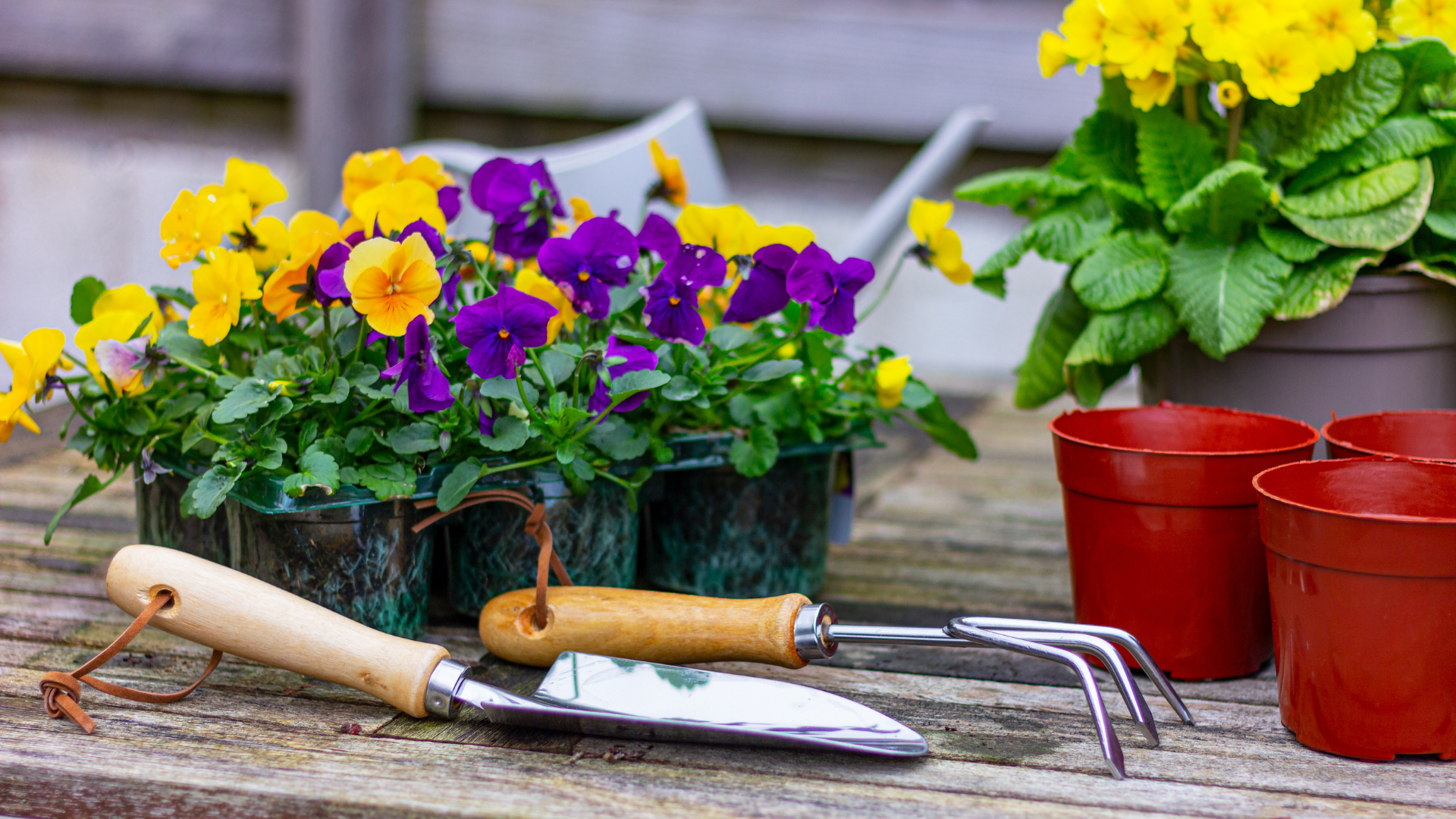 Planting flowers