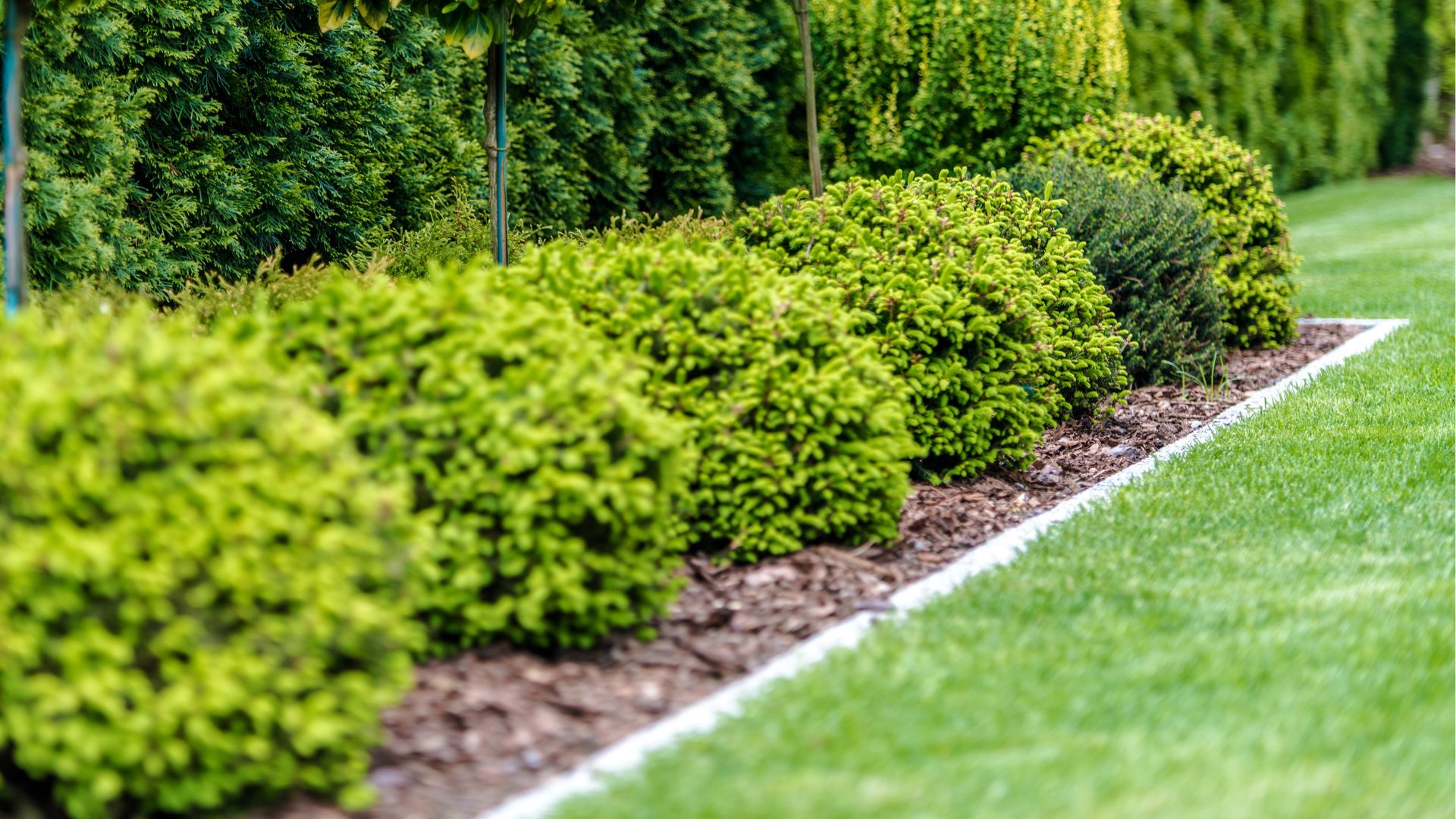 Neat maintained bushes