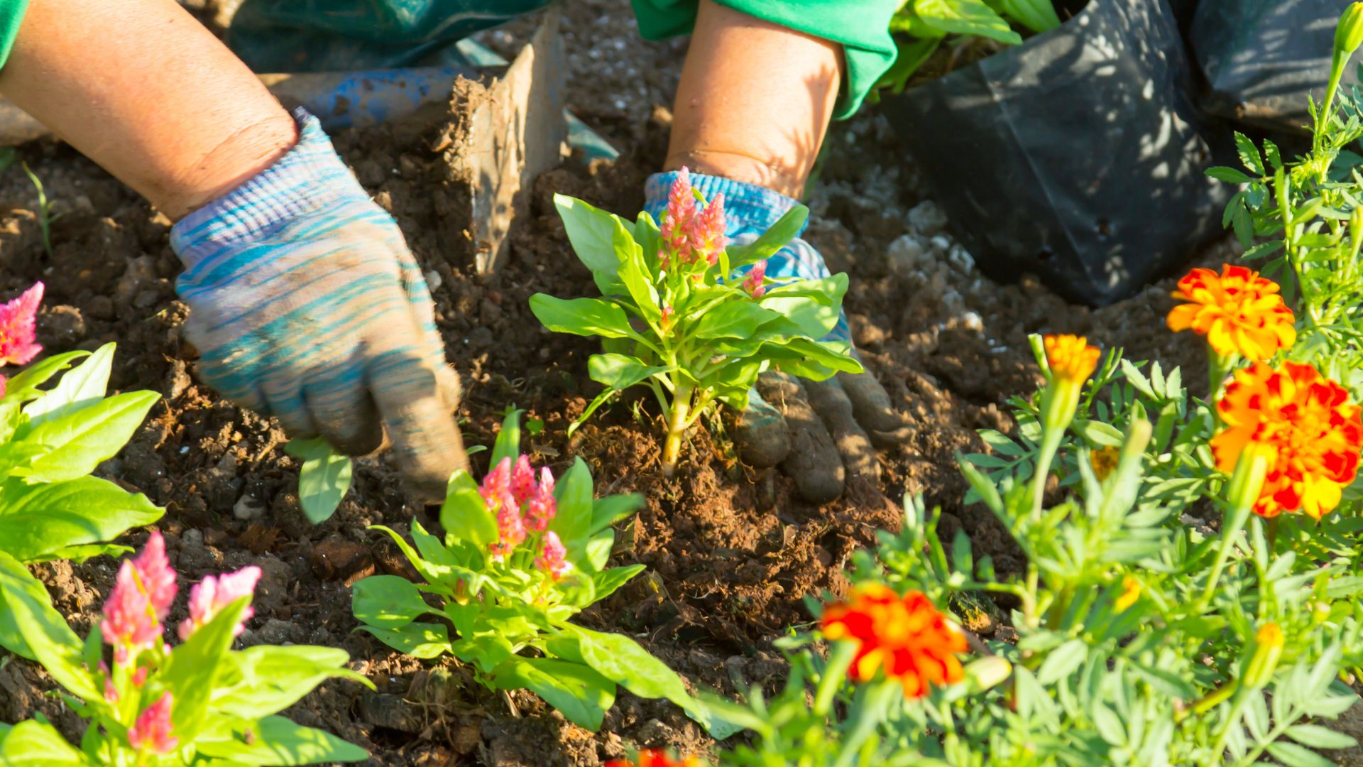 Planting orange flowers