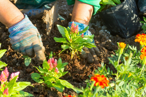 seasonal planting