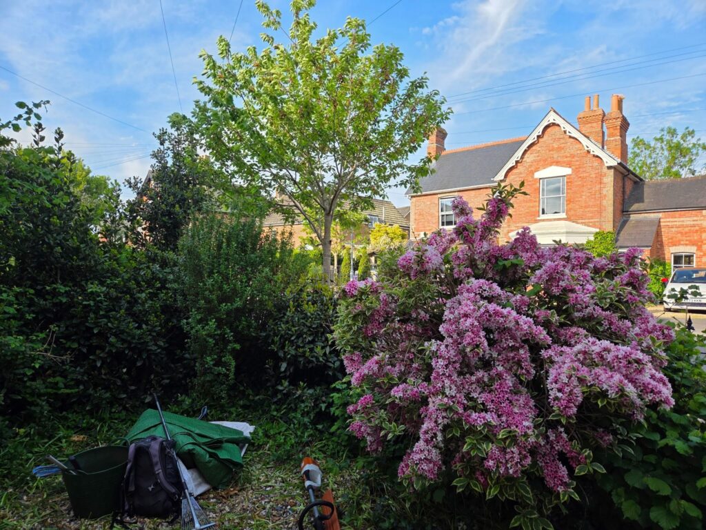 Front garden in Wimborne before a professional garden tidy-up, showing overgrown shrubs and mature planting.