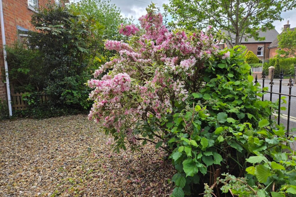 Well-maintained front garden in Wimborne with flowering shrubs and tidy gravel landscaping following professional garden maintenance.