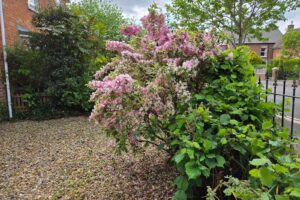 Well-maintained front garden in Wimborne with flowering shrubs and tidy gravel landscaping following professional garden maintenance.