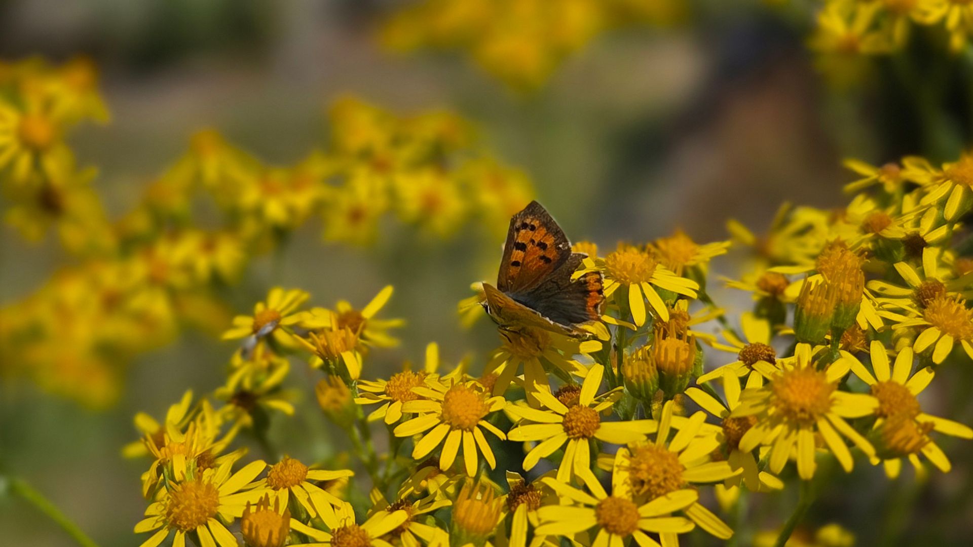 Wildlife friendly flowers