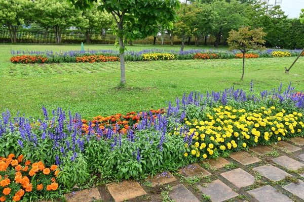 pretty flowers