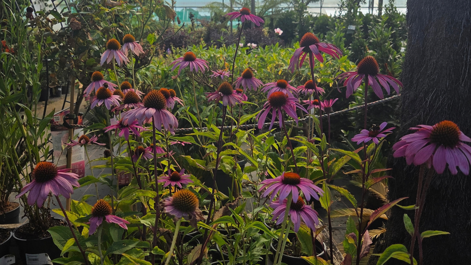 purple full grown flowers