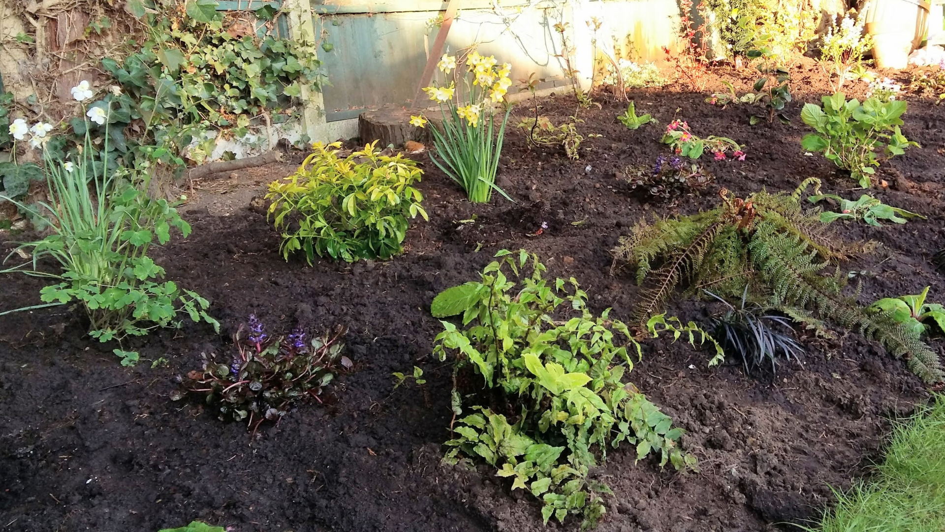 plants that are sprouting out the ground
