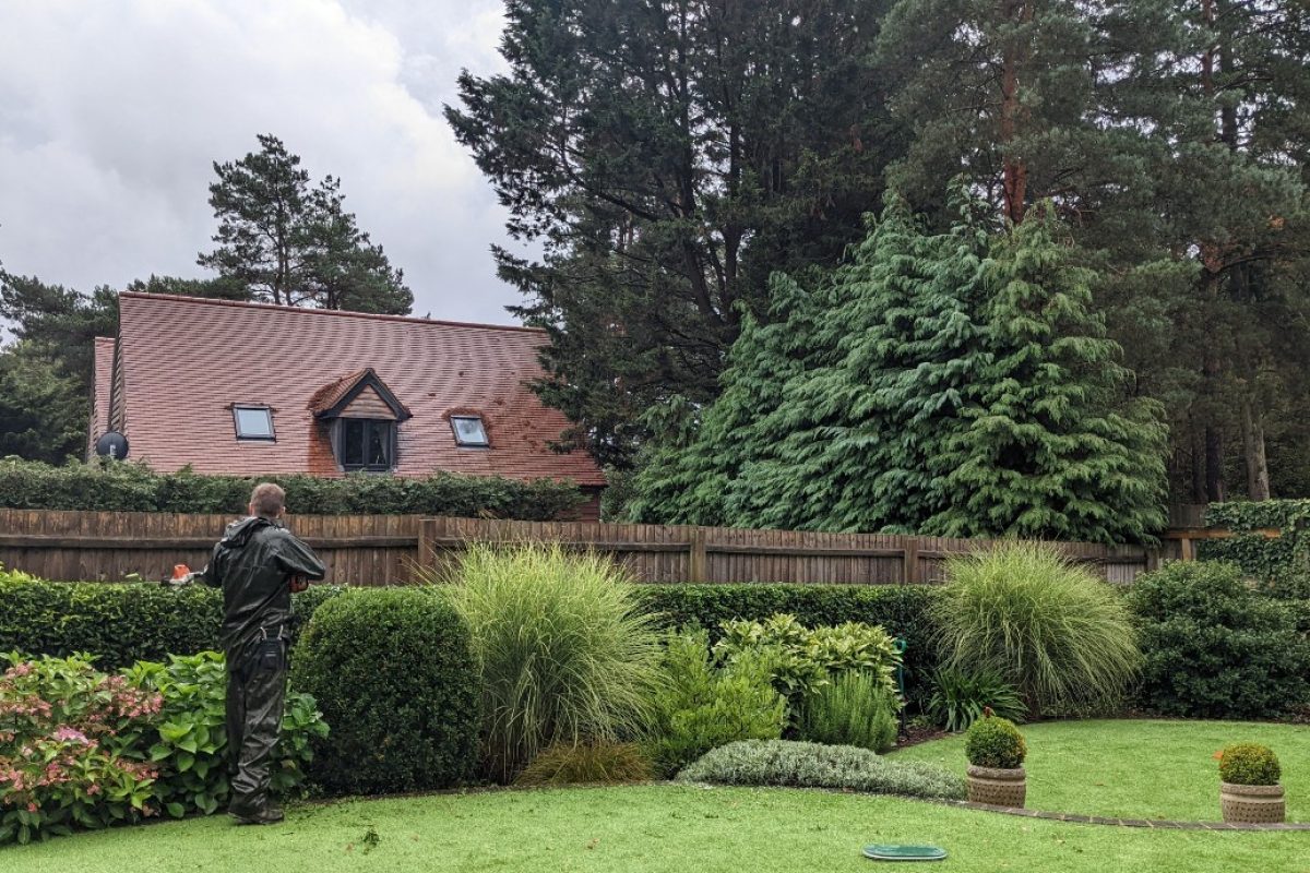 PXL_20220906_094755901-hedge-trimming-wimborn